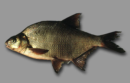 River Bream