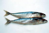 Deadbait, mackerel