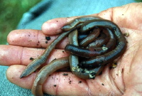 Worms - lobworms