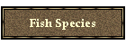 Fish Species